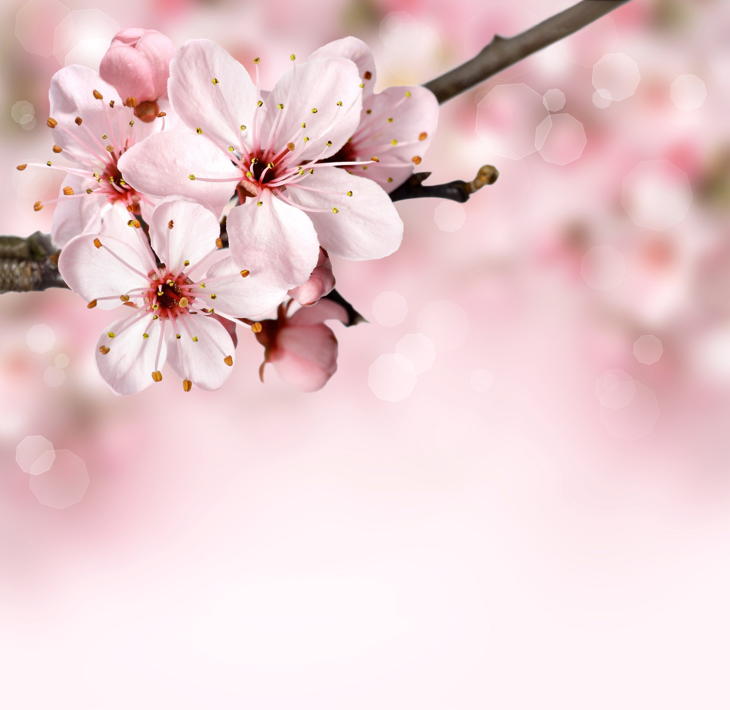 Pink Petal Flower